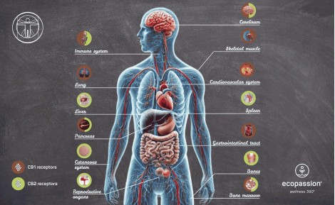 Endocannabinoidi ed ECS: come il corpo trova l’equilibrio