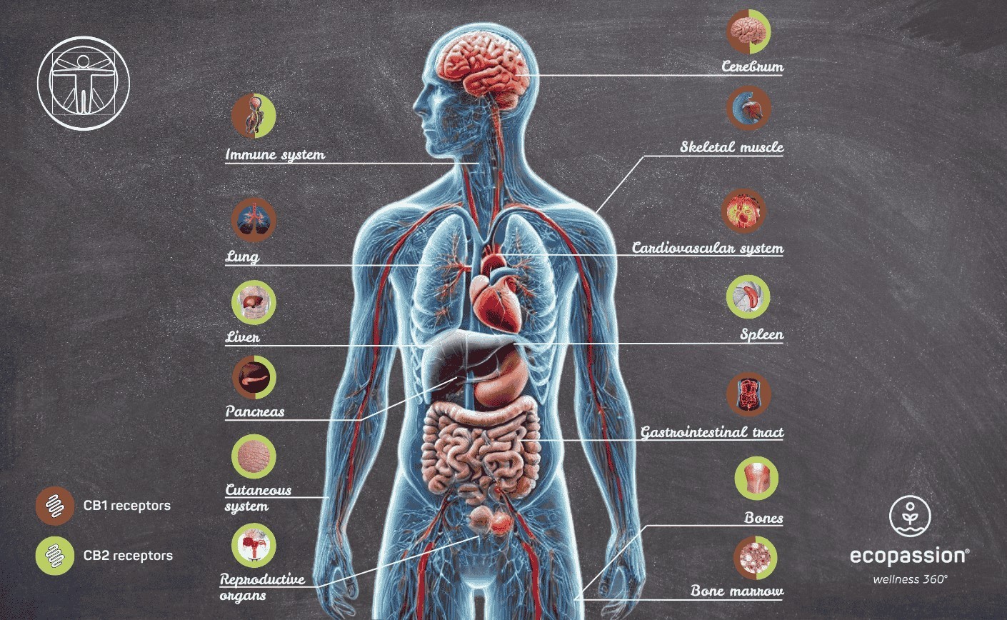Endocannabinoidi ed ECS: come il corpo trova l’equilibrio